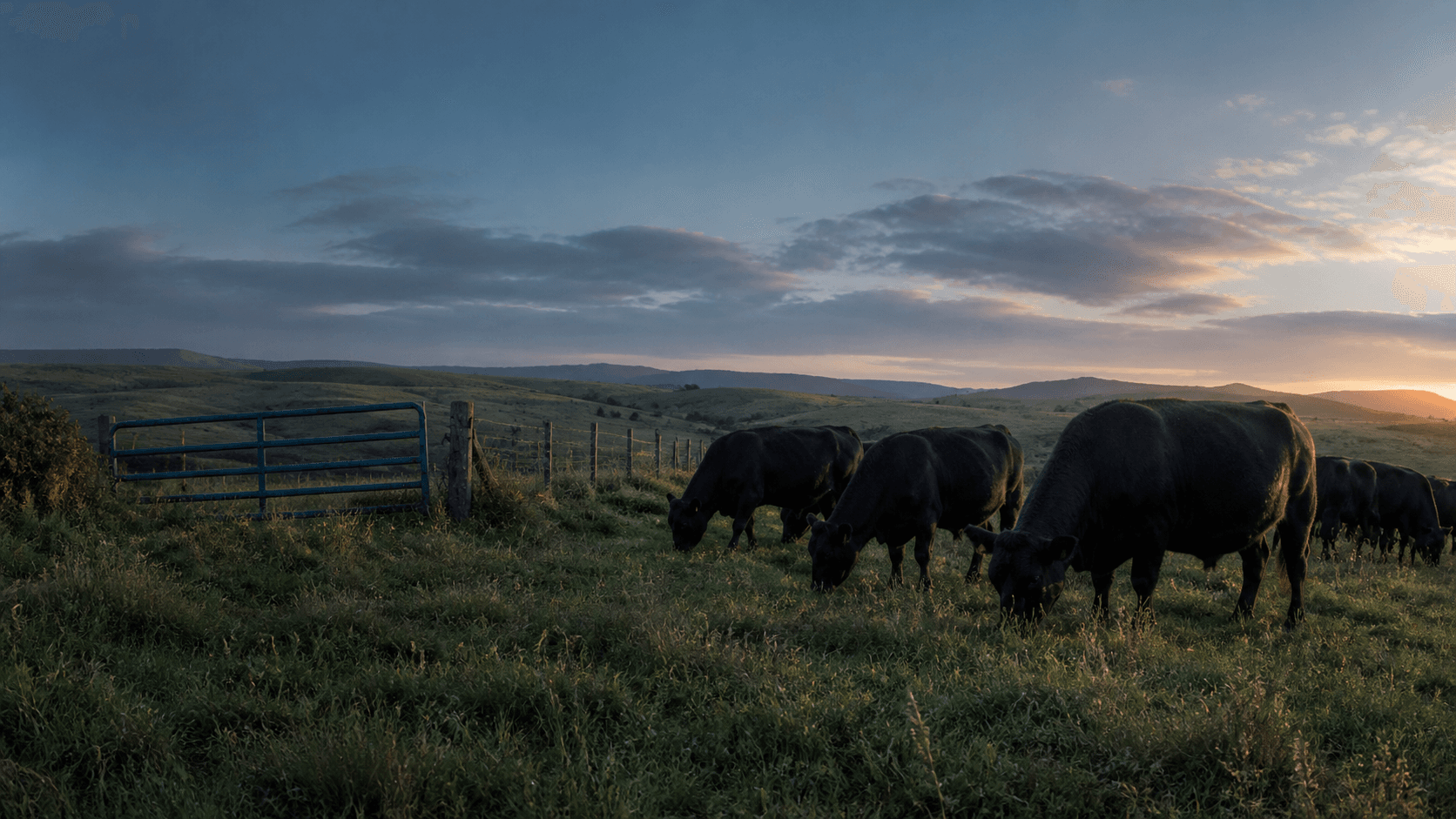 Cattle grazing beside an American ranch gate at sunset